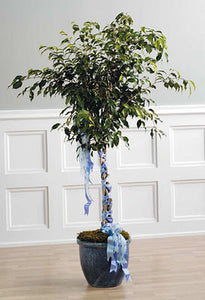 Ficus Tree with Braided Ribbon